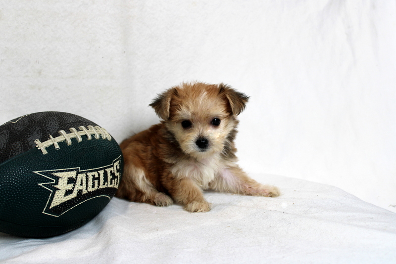 puppy, for, sale, Morkie, Matthew B. Stoltzfus, dog, breeder, Gap, PA, dog-breeder, puppy-for-sale, forsale, nearby, find, puppyfind, locator, puppylocator, aca
